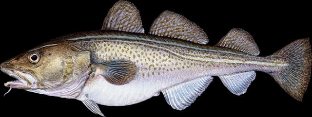 Torsk