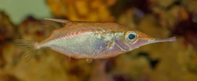 Trompetfisk