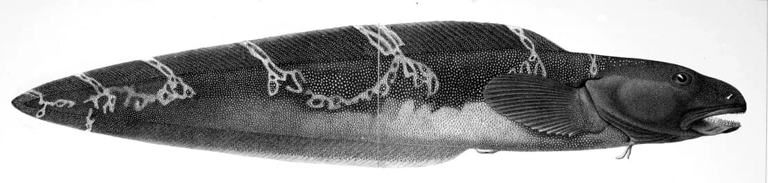Ulvefisk