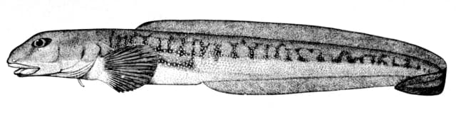 Vanlig ålebrosme